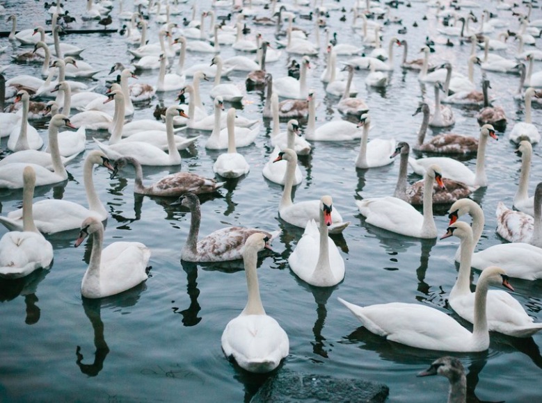 Vltava Swans - meteoweek.com