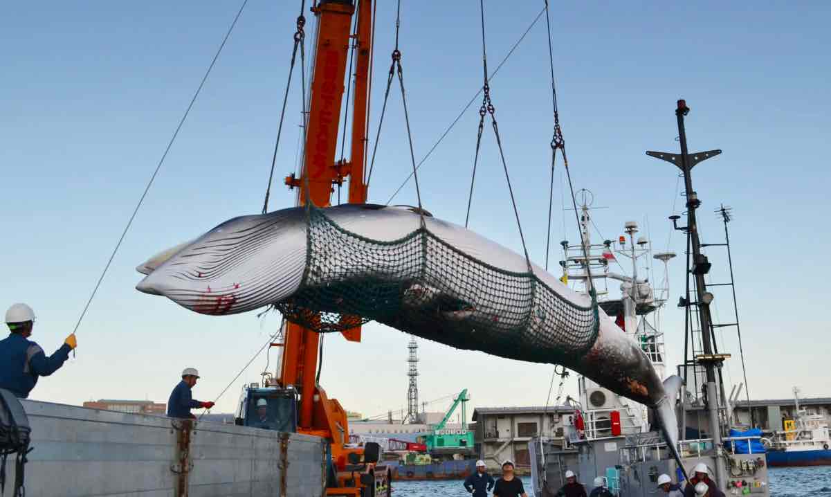 Il Giappone riprende la caccia alle Balene dopo 31 anni - meteoweek.com Balena tirata nelle reti del peschereccio