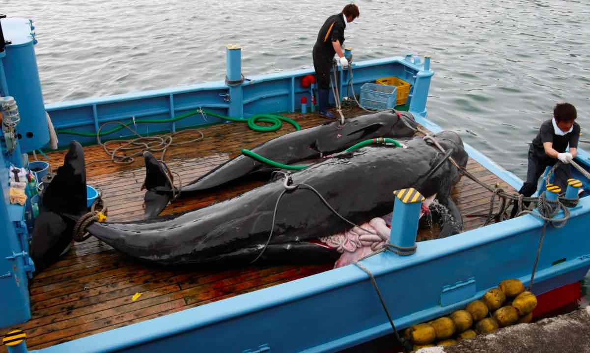 Il Giappone riprende la caccia alle Balene dopo 31 anni - meteoweek.com balene a bordo