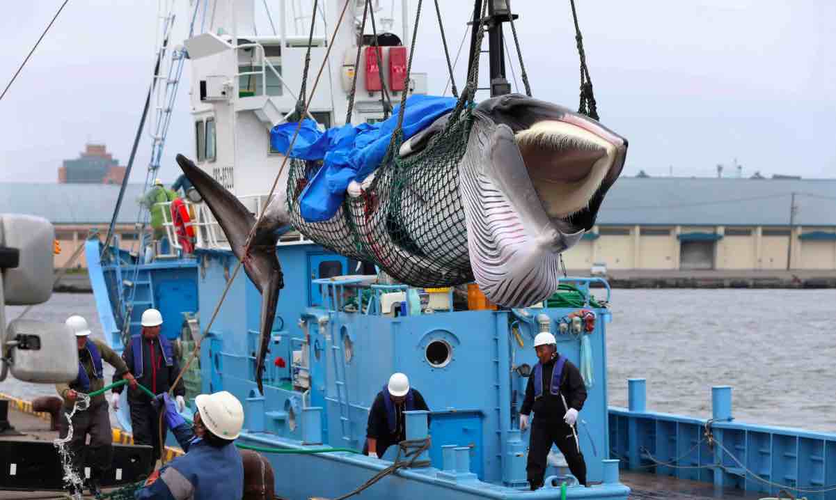 Il Giappone riprende la caccia alle Balene dopo 31 anni - meteoweek.com