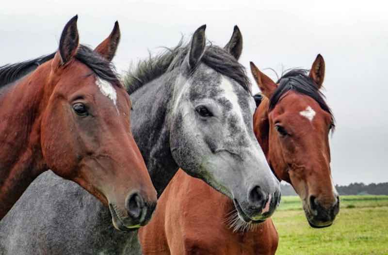 cavalli - Test chiamato Sette Animali - meteoweek.com