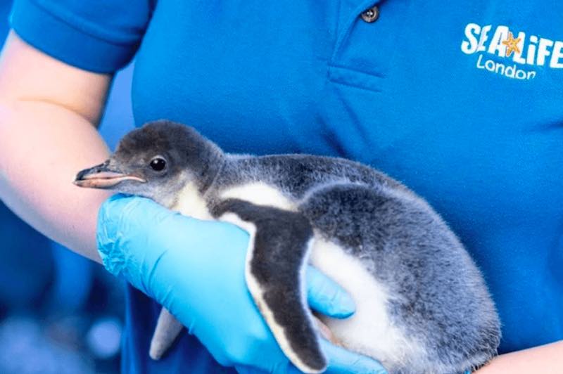 gay pride di londra due pinguini lebische mamme - meteoweek.com