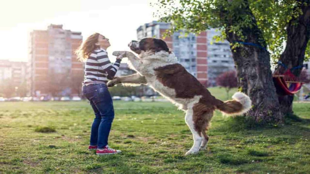 I cani sanno riconoscere le persone cattive? Uno studio lo dimostra