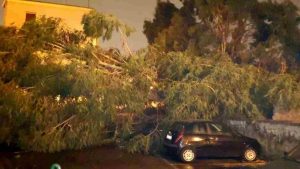 Maltempo, Pozzuoli: cade un albero sopra un bus | Ferito l'autista - meteoweek