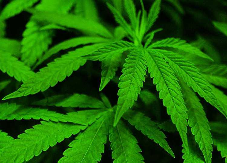 coltovare cannabis in casa è legale