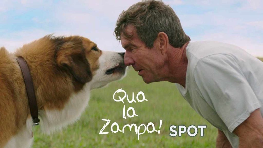 Qua la zampa | La trama e il trailer del film (mercoledì 1 gennaio)