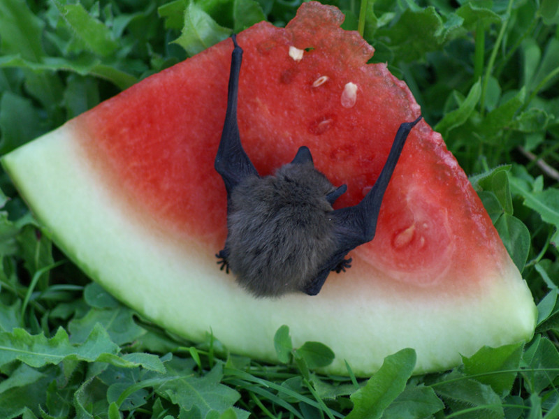Фруктовая мышь. Летучая мышь которая питается фруктами. Летучие мыши которые питаются фруктами. Летучая мышь и Арбуз. Фруктовая летучая мышь ест.