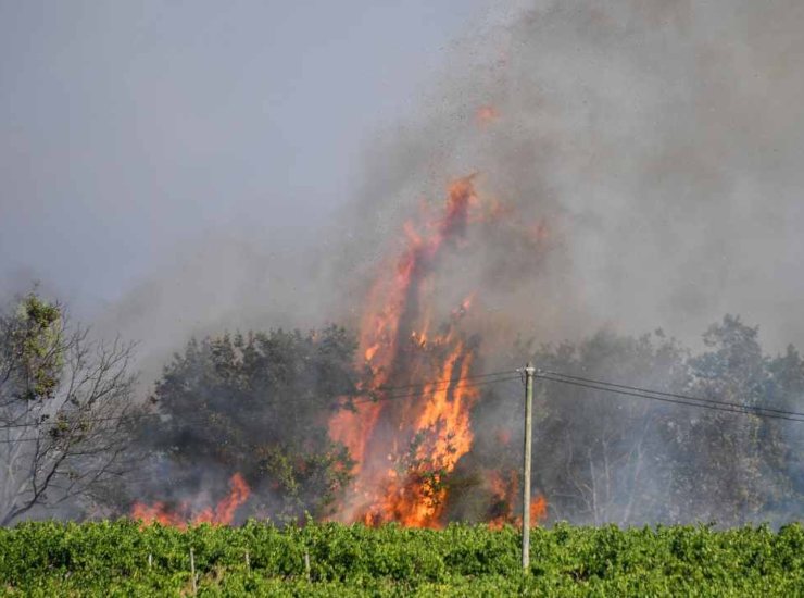 Bosco in fiamme 