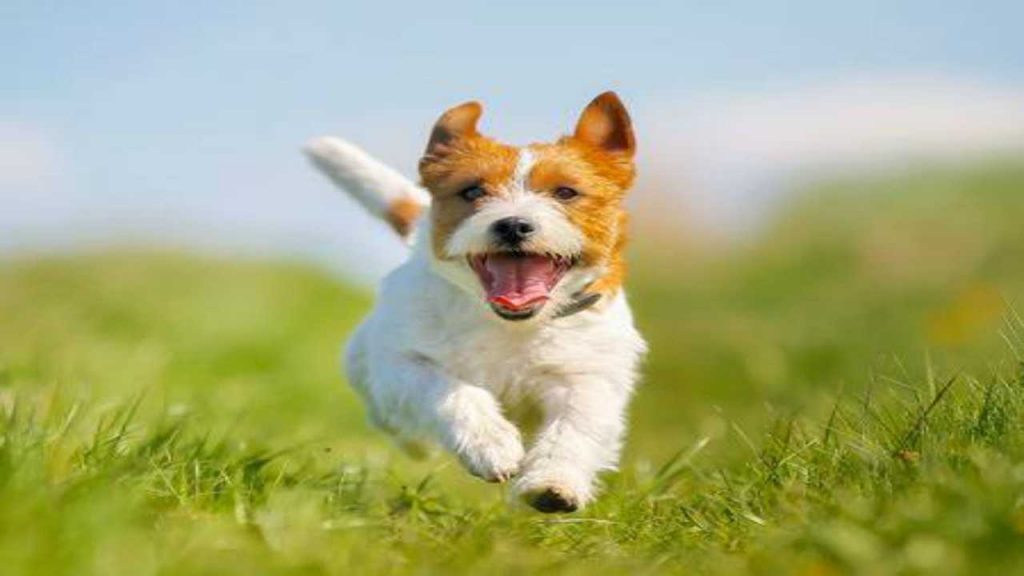 Passeggiare con il cane fa bene! Lo conferma uno studio scientifico!