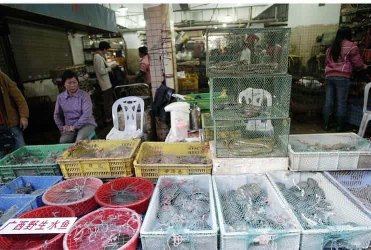 mercato di animali in cina