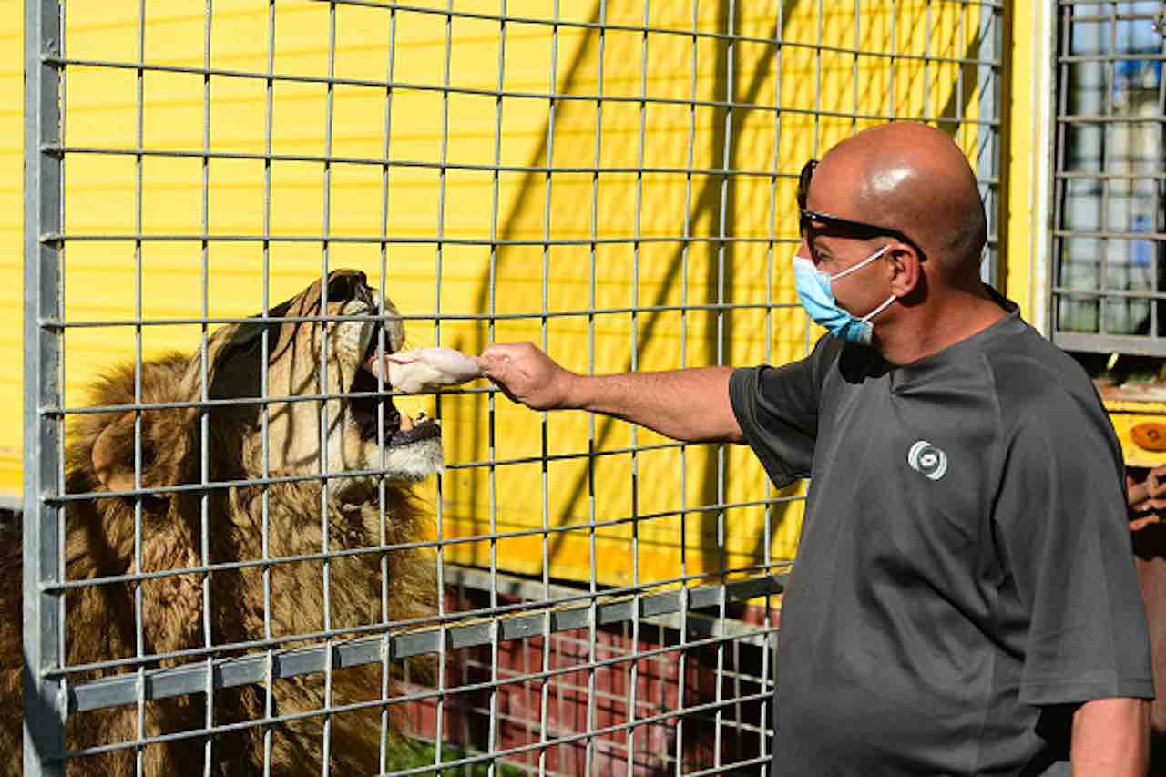 Coronavirus, Coldiretti dona 2mln di kg di prodotti per animali dei circhi (Getty) - meteoweek.com