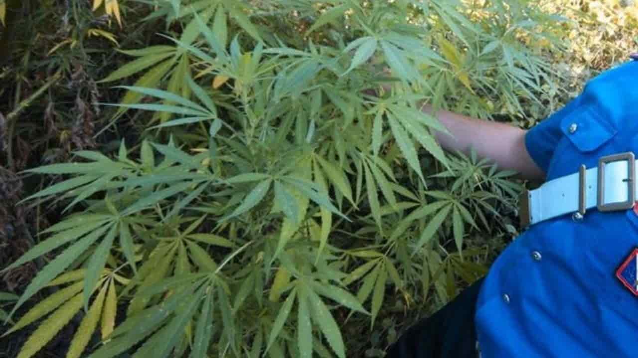 bambina bologna finestra marijuana