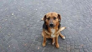 cane bob