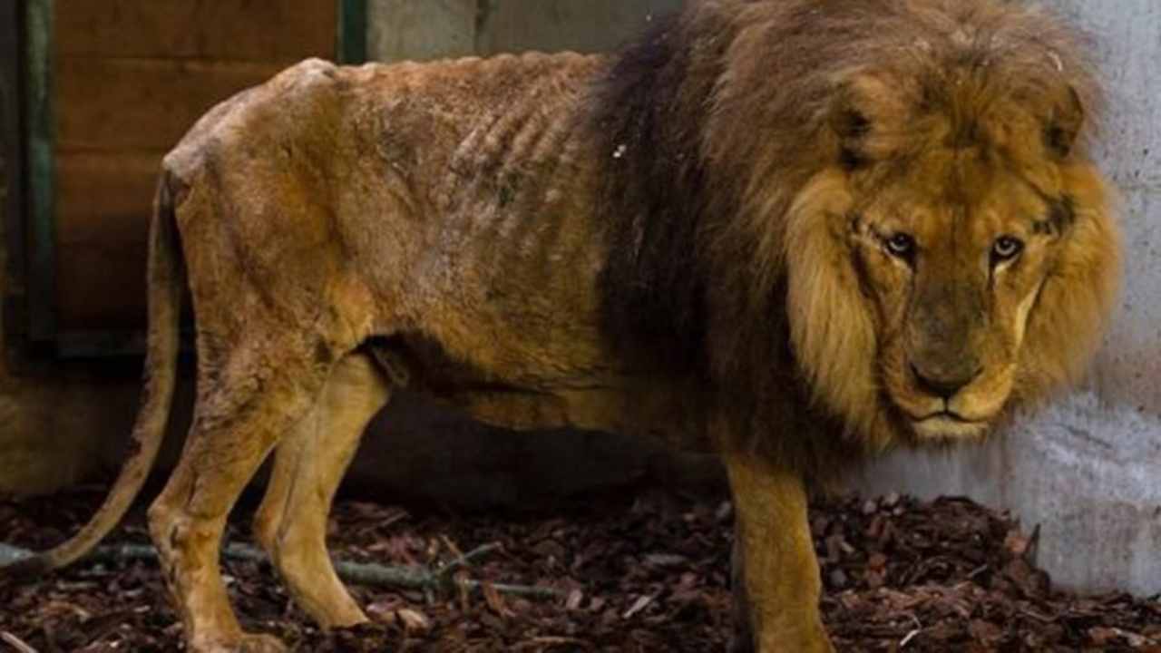 Denti tagliati, artigli estratti e maltrunito: liberato da circo leone Jon