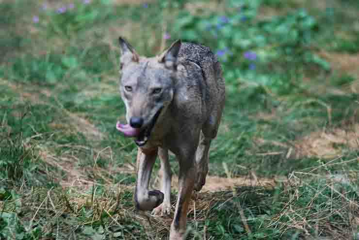 Lupo azzanna bambina villaggio turistico Otrnato