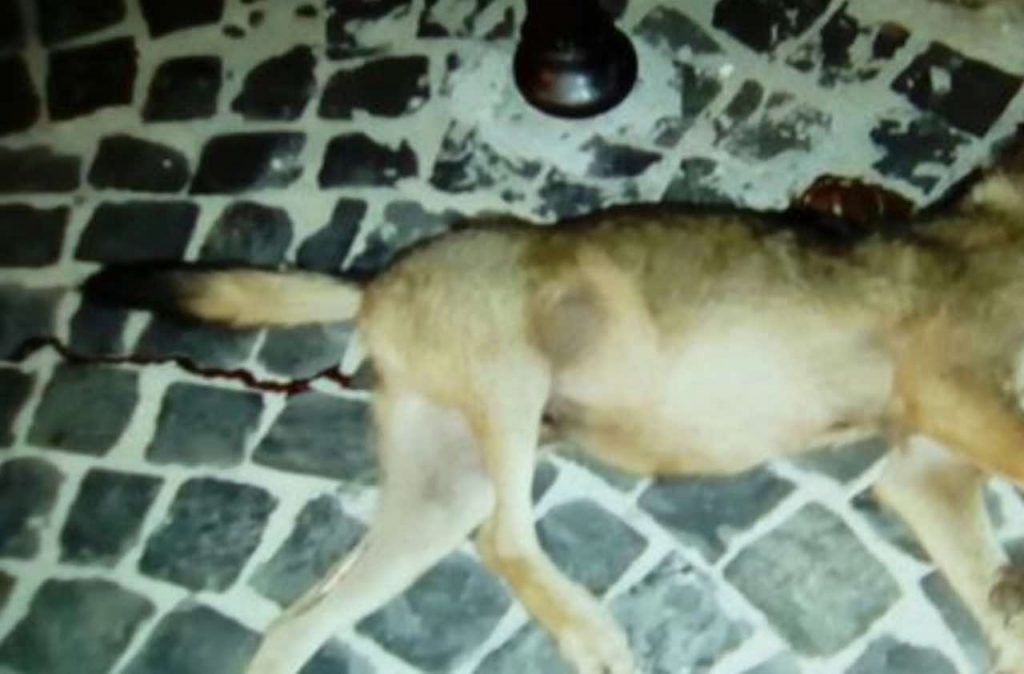 Orrore a Roma: Impicca il cane nel parco “era diventato ingestibile, volevo farlo a pezzi”