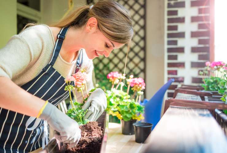 Polvere di caffè e giardinaggio-meteoweek.com