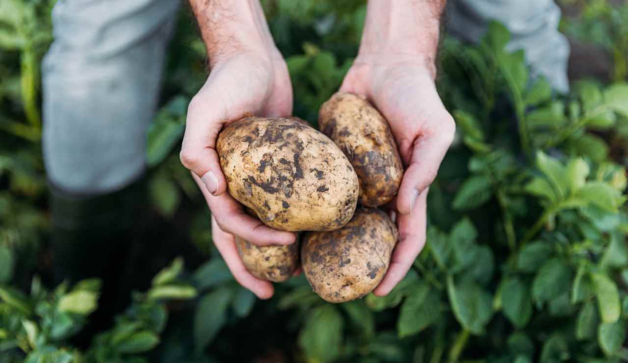 Patate-Meteoweek.com