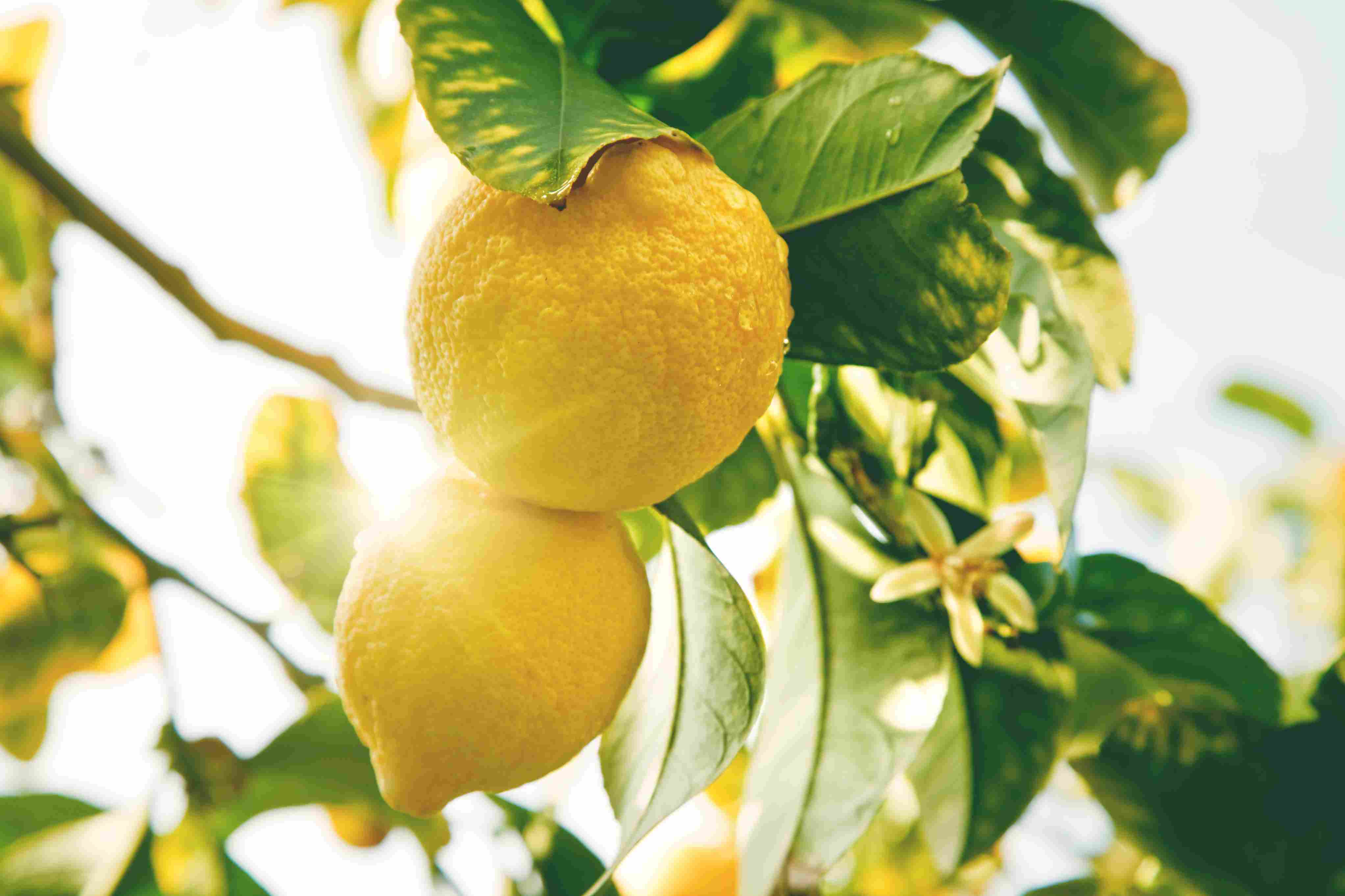 Limone-Meteoweek.com