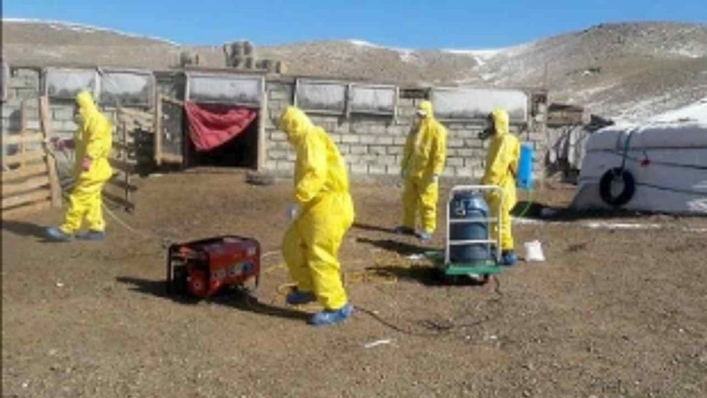 Mangia carne di marmotta e muore di peste bubbonica a soli 15 anni