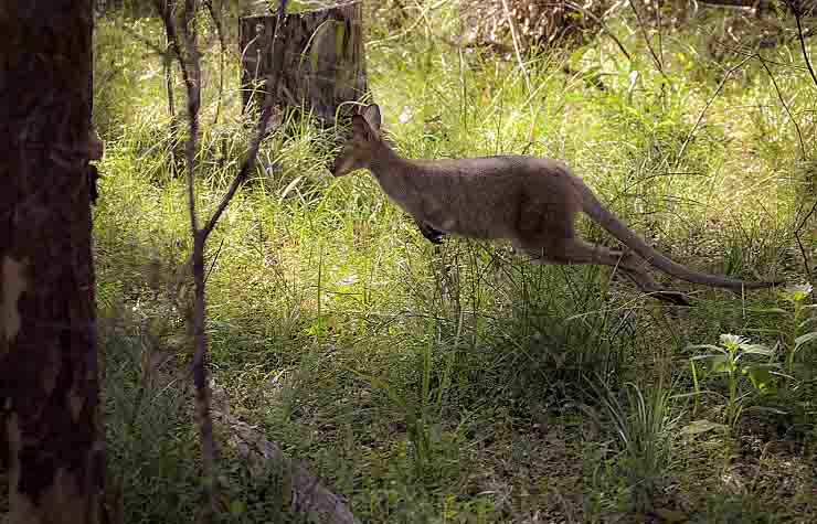 Avvistato canguro in Toscana