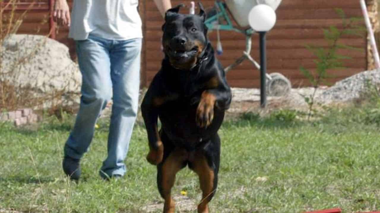 Gemellini azzannati da Rottweiler