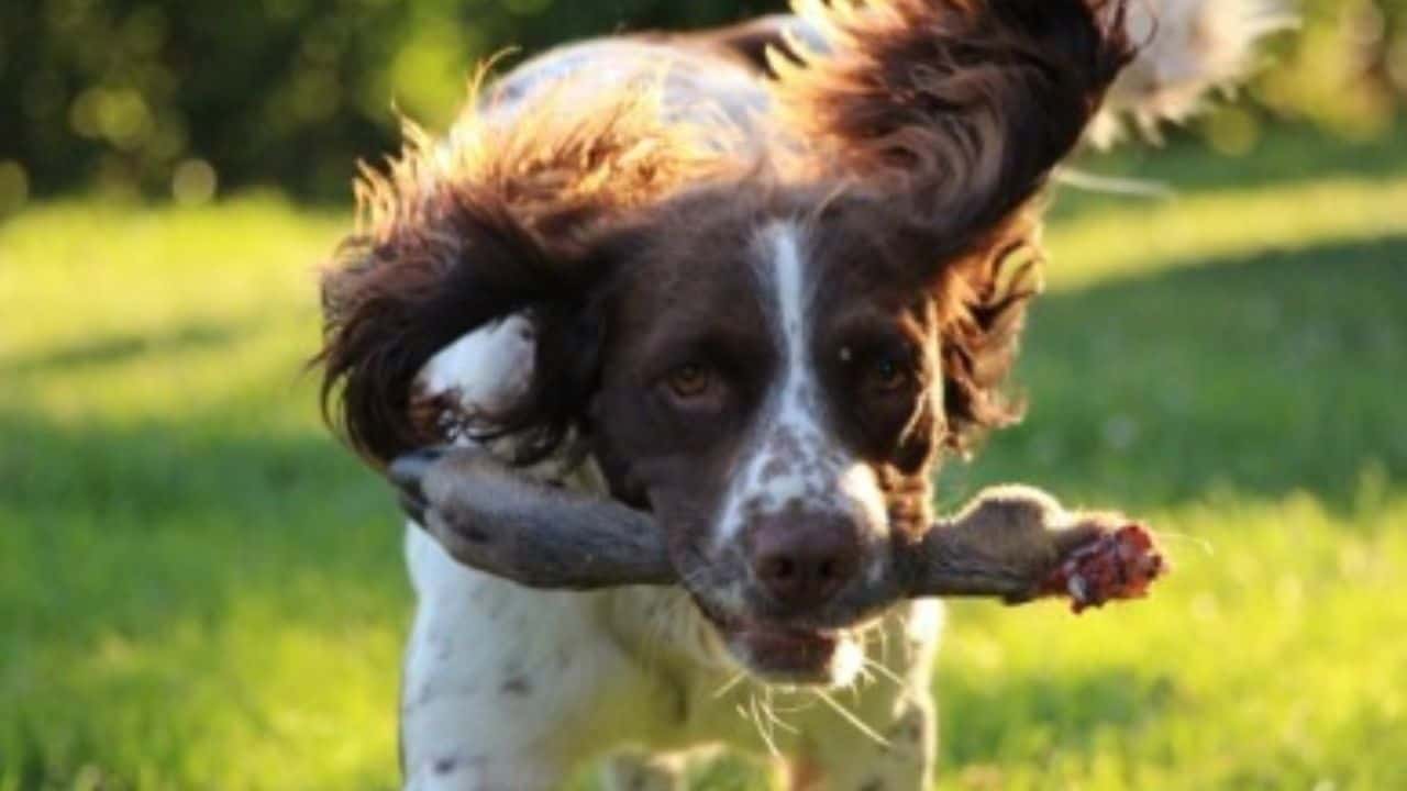 Getta il cane dal terzo piano