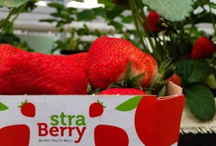 Straberry e capolarato