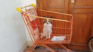 cane abbandonato