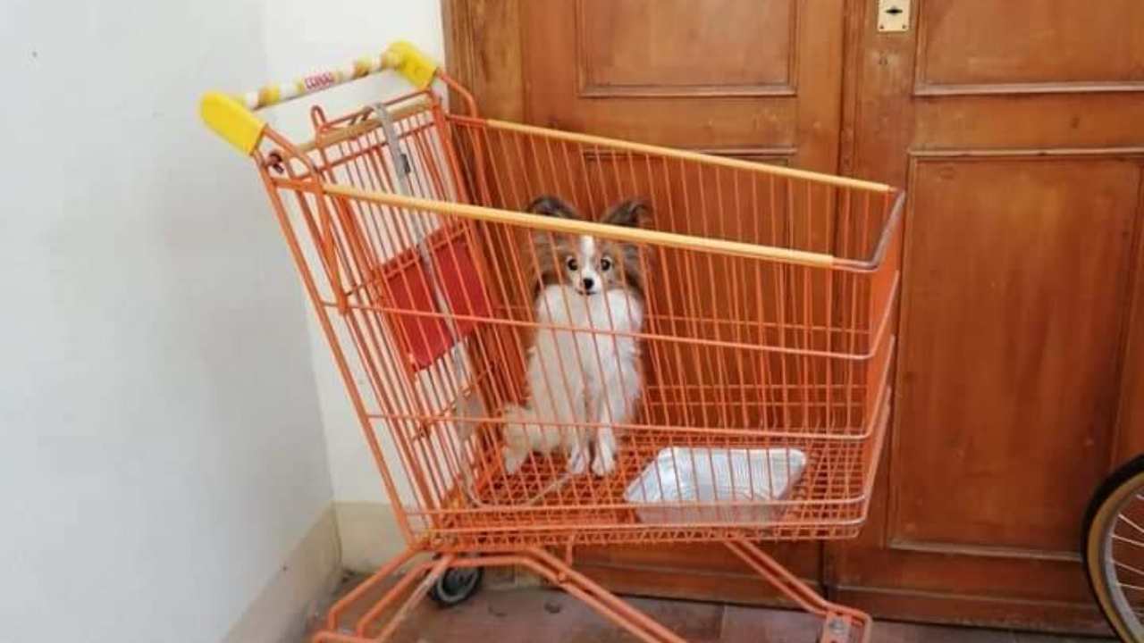 cane abbandonato