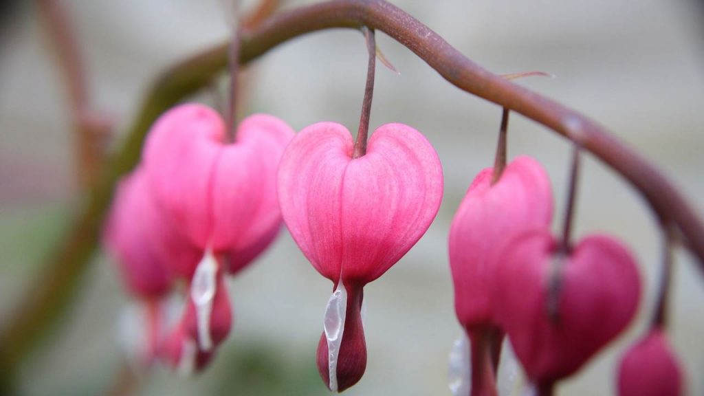 In amore vince chi ama | Il Vangelo del giorno lunedì 10 agosto 2020