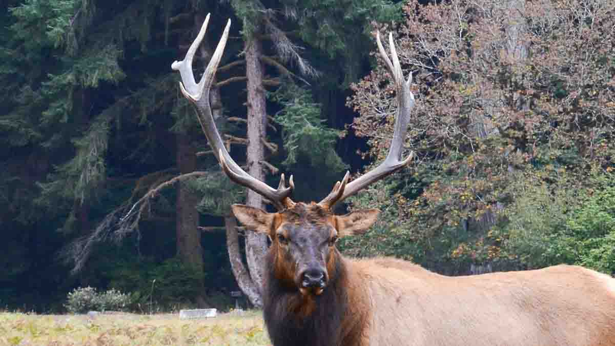 Alce vendicativa uccide cacciatore che lo aveva ferito