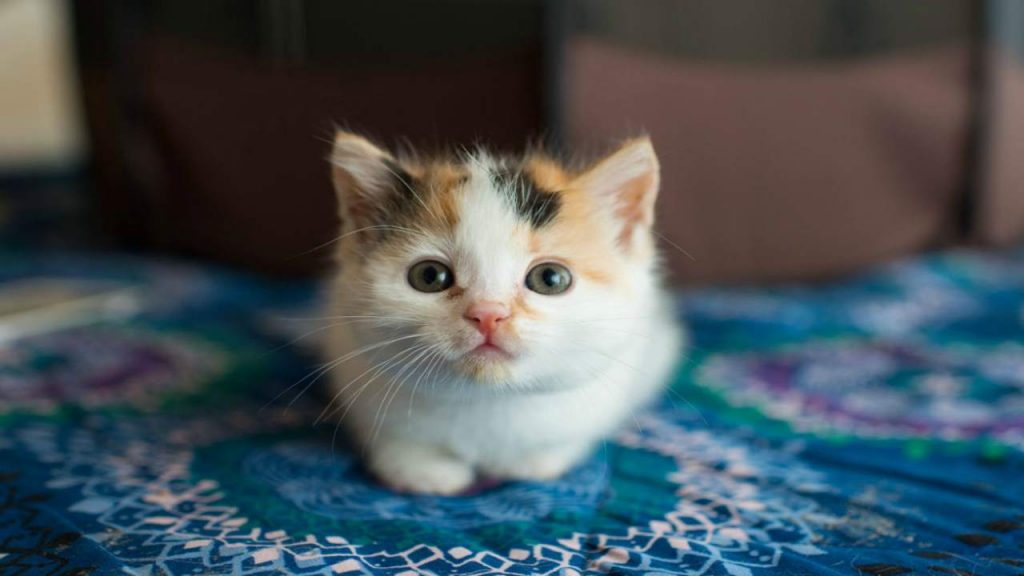 Evento incredibile: in Sudafrica è nata una gattina con 2 teste [FOTO]