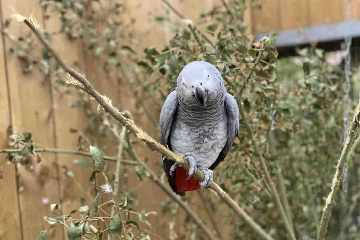 Pappagalli ‘licenziati’ dallo zoo dopo venti minuti di insulti Pappagalli ‘licenziati’ dallo zoo dopo venti minuti di insulti