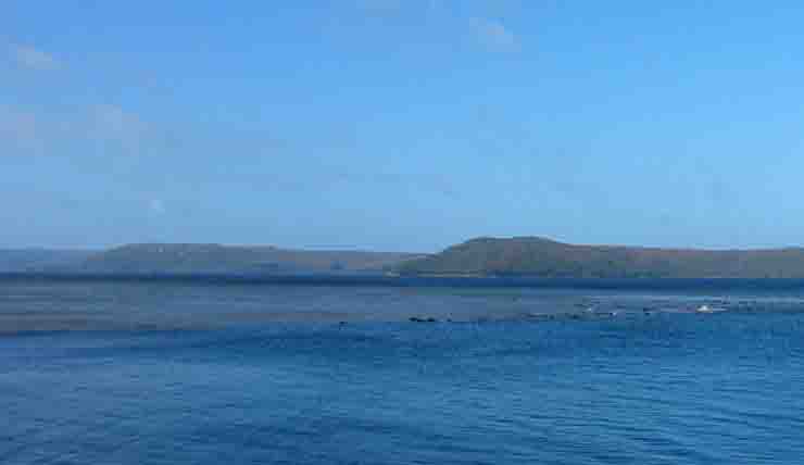 Balene spiaggiate Tasmania