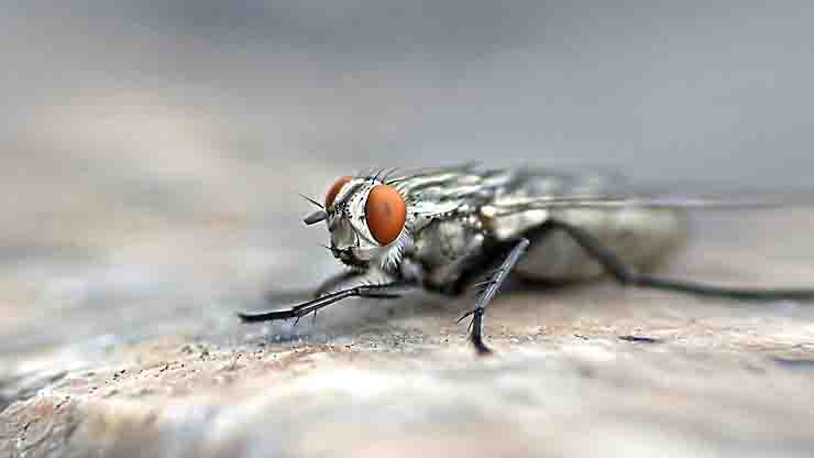 Tenta di uccidere una mosca ma fa esplodere casa