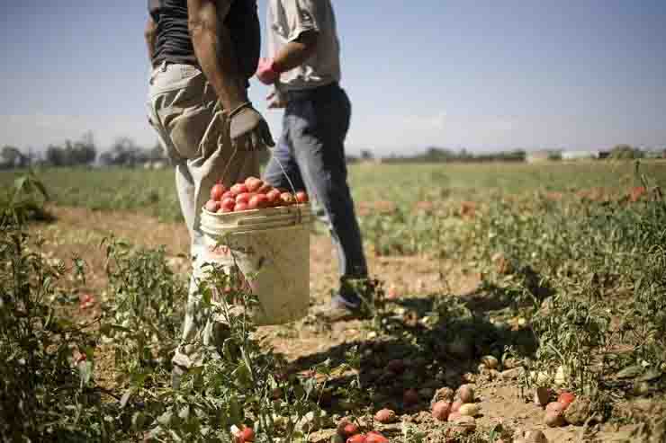 lavoratore agricolo picchiato ad aprilia caporalato