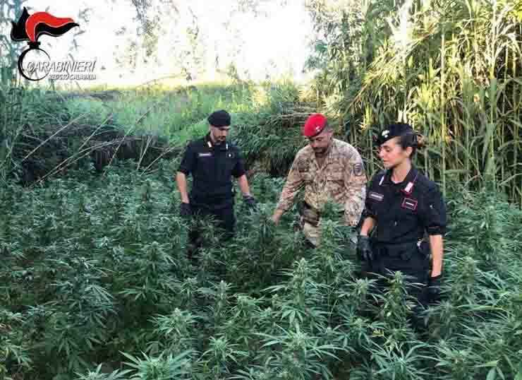 sequestrati 1300 kg di marijuana