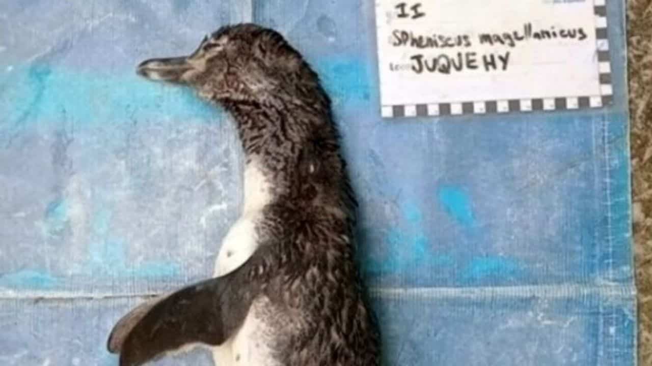 pinguino morto mascherina