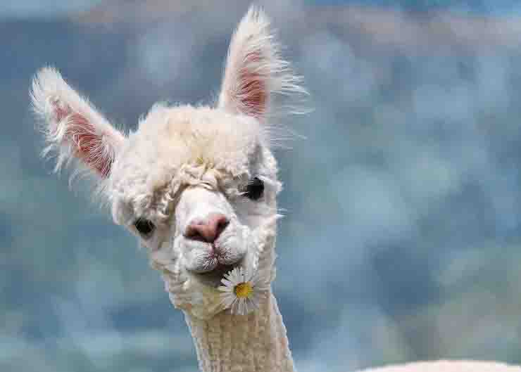 Coronavirus, la ricerca: i nanoanticorpi negli alpaca