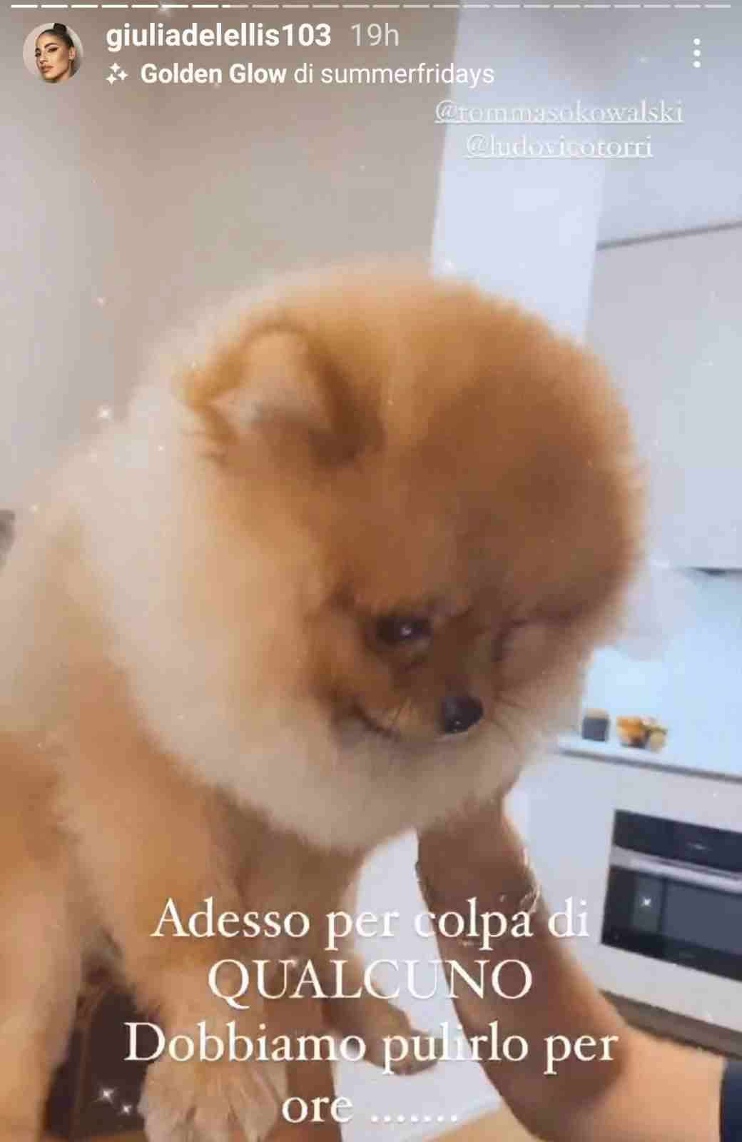 Il cucciolo di Giulia De Lellis - Fonte Instagram