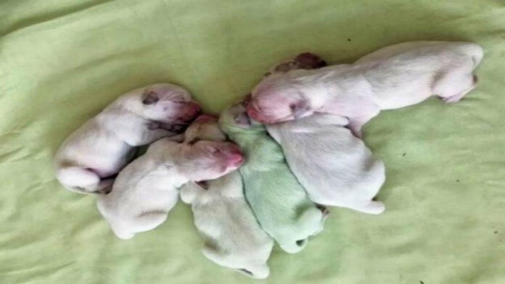In Sardegna è nato Pistacchio, un cane tutto verde: ecco come è stato possibile