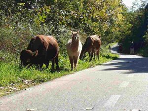 alpaca a Roma