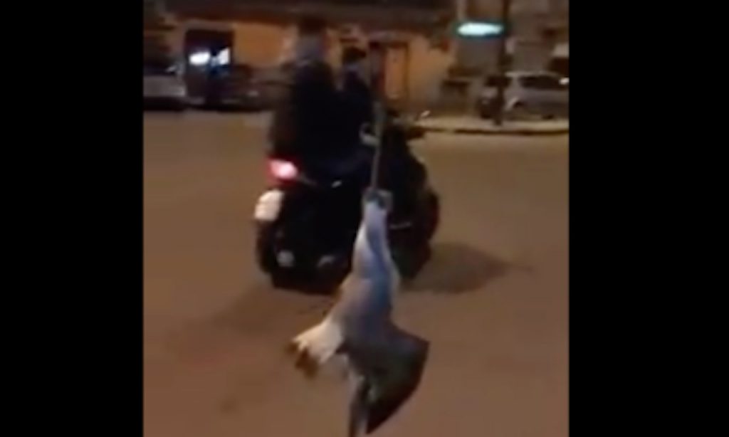 Gabbiano impiccato per strada: virale sui social [VIDEO]
