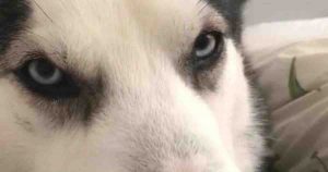 husky uccide cagnolino