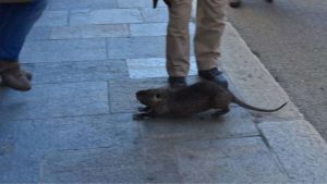 nutria reggio emilia