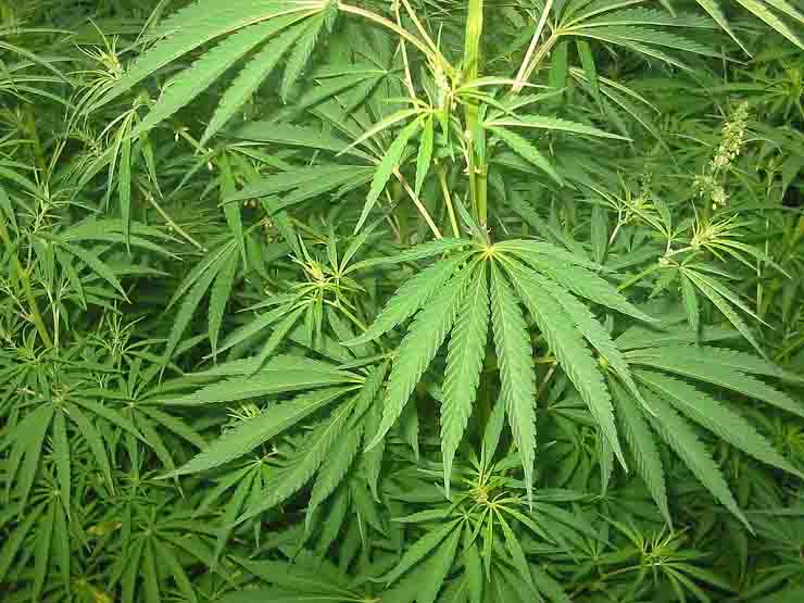 Cannabis piantagione Stupinigi