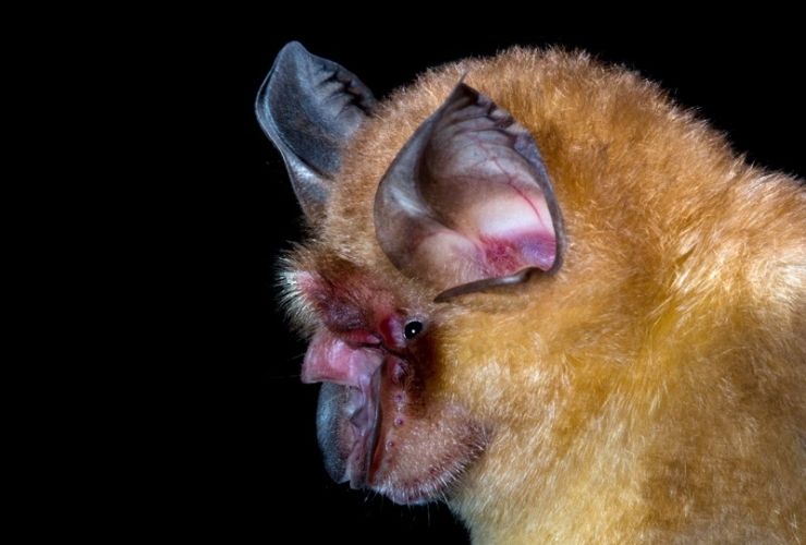 pipistrelli a ferro di cavallo