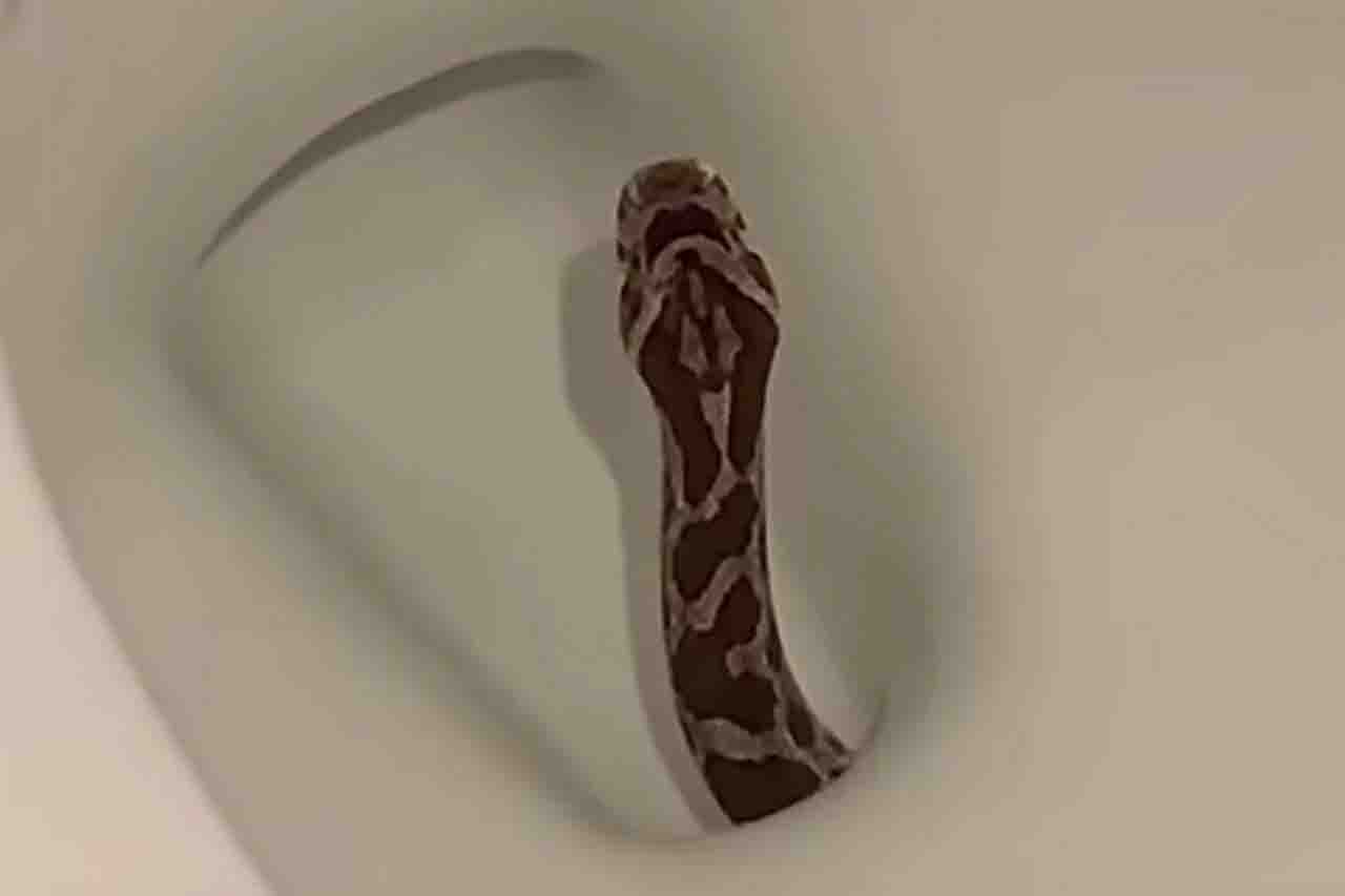 serpente nel wc Texas