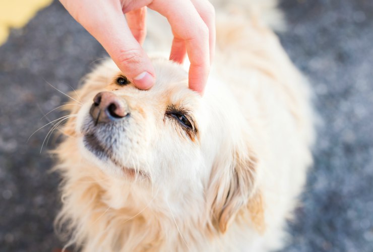  Non accarezzare il cane sulla testa-Meteoweek.com